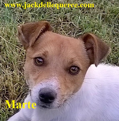 Allevamento Jack Russell